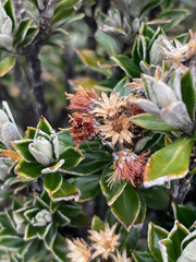 Linochilus rhomboidalis