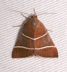 Argyrostrotis quadrifilaris