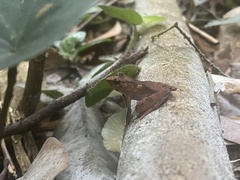 Phrynobatrachus auritus