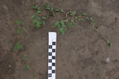 Cyrtococcum oxyphyllum