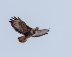 Buteo buteo