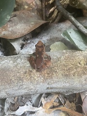 Phrynobatrachus auritus