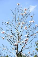 Magnolia × soulangeana