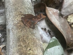 Phrynobatrachus auritus