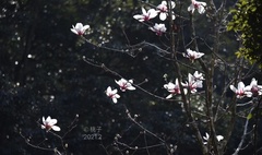 Magnolia × soulangeana