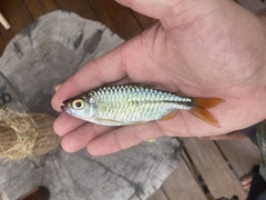 Brycinus opisthotaenia