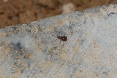 Uroleucon formosanum