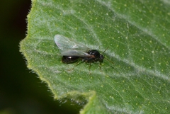 Tetramorium tsushimae