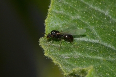 Tetramorium tsushimae