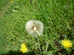 Taraxacum proximum