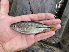 Brycinus opisthotaenia