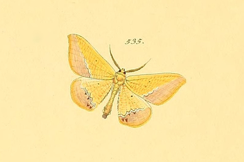 Patalene trogonaria