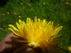 Taraxacum proximum
