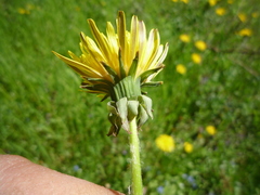 Taraxacum proximum