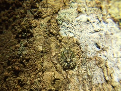 Phyllomegacopta majuscula