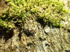 Phyllomegacopta majuscula