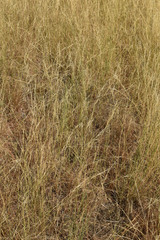 Aristida superpendens