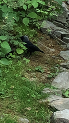 Corvus monedula
