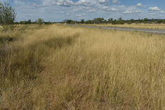 Aristida superpendens