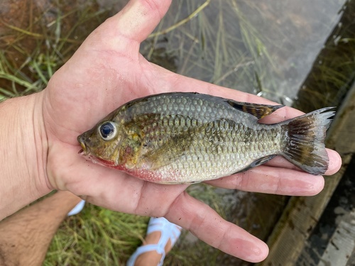 Tholloni tilapia (Coptodon tholloni) — Cichlidae — 2