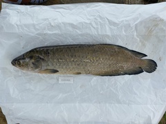 Heterotis niloticus