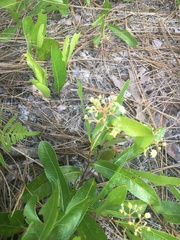 Geobalanus oblongifolius