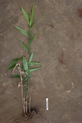 Flagellaria indica