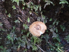 Inocybe horakomyces