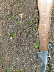 Inocybe horakomyces