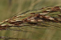 Sorghum plumosum