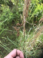 Juncus dichotomus