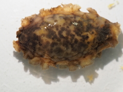 Dendrodoris temarana