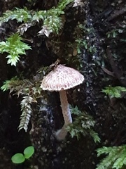 Inocybe horakomyces