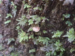 Inocybe horakomyces
