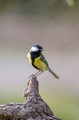 Parus major