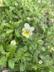 Viola arvensis