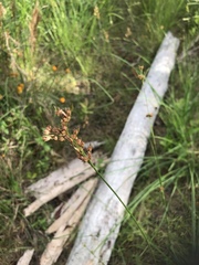 Juncus dichotomus