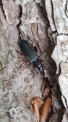 Tetropium castaneum