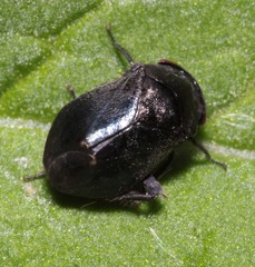 Penthimia nigra
