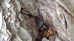 Tetropium castaneum