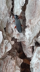 Tetropium castaneum