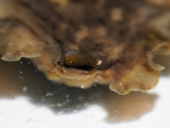 Dendrodoris temarana