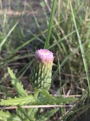 Cirsium repandum