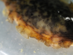 Dendrodoris temarana