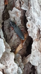 Tetropium castaneum