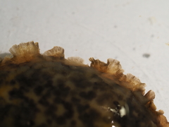 Dendrodoris temarana