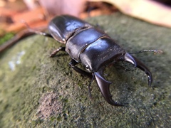 Serrognathus kyanrauensis