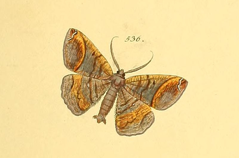 Thysanopyga apicitruncaria