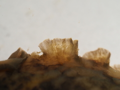 Dendrodoris temarana