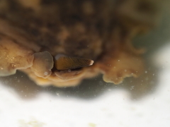 Dendrodoris temarana